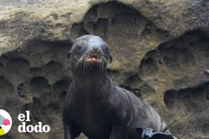 León marino bebé es salvado por su mamá | El Dodo