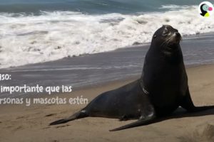 León marino salvaje visita a su perro mejor amigo todos los días | El Dodo