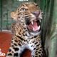 Leopard Stuck In An Elementary School Saved By Courageous Team | The Dodo