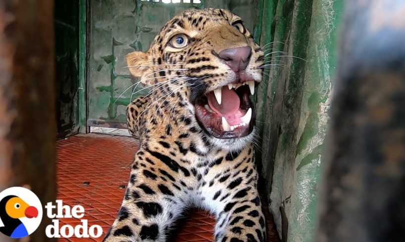 Leopard Stuck In An Elementary School Saved By Courageous Team | The Dodo