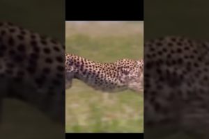 Leopard incredible attack on victim 😱😱 #animals #dangerous #nature #amazing