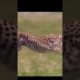 Leopard incredible attack on victim 😱😱 #animals #dangerous #nature #amazing