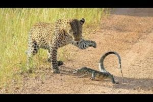 Leopard vs Monitor Lizard Real Fight | Hungry Leopard Hunt Lizard But Fail | Most Amazing Attack