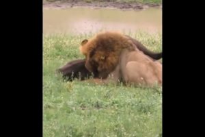 Lion Vs Buffalo  😱#viral #ytshorts #bull #lion #shorts
