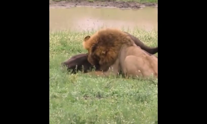 Lion Vs Buffalo 😱#viral #ytshorts #bull #lion #shorts