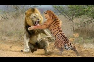 Lion vs Tiger fight | Animal fighting | Old lion fight