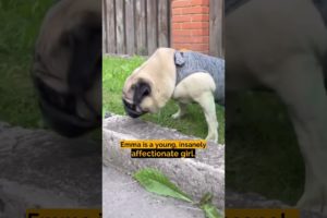 Little pug can never walk that's why she was thrown away
