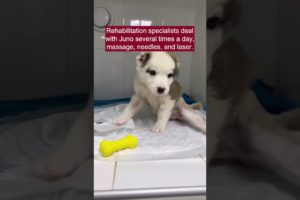 Little puppy has life began with pain and he will never walk again