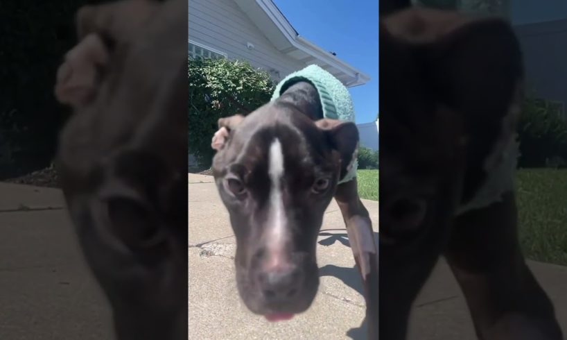 Little puppy was so emaciated that he couldn’t stand up