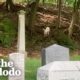 Lost Sheep Was Living In A Cemetery For Months | The Dodo