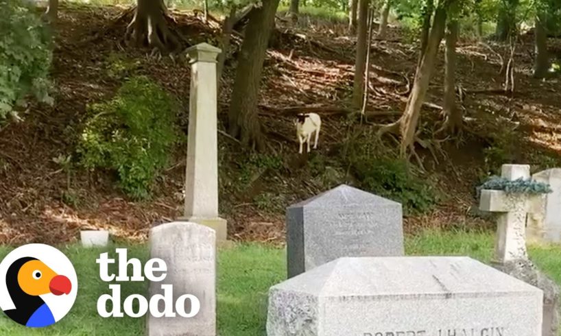 Lost Sheep Was Living In A Cemetery For Months | The Dodo