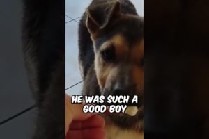 Lovely Puppy Gets Rescued ❤️