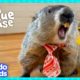 Major The Groundhog Needs Help Finding The Lost Baby Skunks! | Dodo Kids | Wild Rescue House