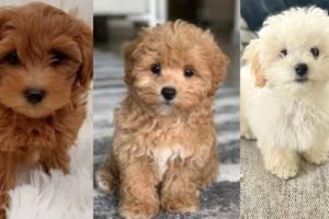 Maltipoo | Funny and Cute dog video compilation in 2022