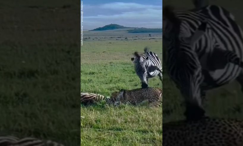 Mama Zebra Fights but Fails | Cheetah Seal the Fate of Young Zebra | EpicNature