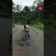 Man Helps Sloth Cross the Road | Everyday Heroes