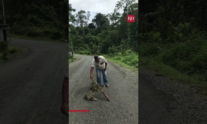 Man Helps Sloth Cross the Road | Everyday Heroes