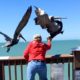 Man takes brave leap to save pelican