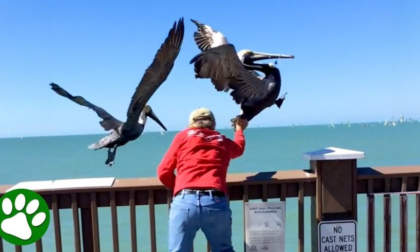 Man takes brave leap to save pelican
