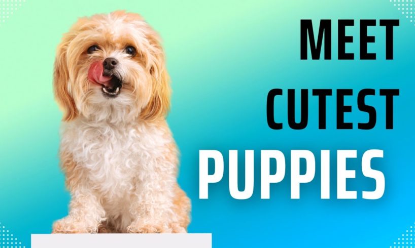 Meet the Cutest Puppies in the World!