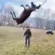 Men rescue deer swinging in the air