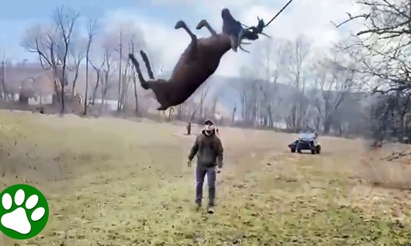 Men rescue deer swinging in the air