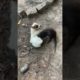 Merdog Kito Fights With Otter Maro