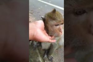 Monkey Life, Angry Monkey #animals #shortsfeed #tiktok
