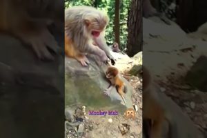 Monkey Mab || Baby Monkey Playing With Mom  #hanuman #monkeytalk #babymonkey #animals #monkeybab