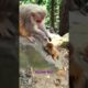 Monkey Mab || Baby Monkey Playing With Mom  #hanuman #monkeytalk #babymonkey #animals #monkeybab