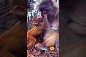 Monkey Mab || Baby Monkey With Mom  #hanuman #monkeytalk #babymonkey #animals #monkeyboy #funny