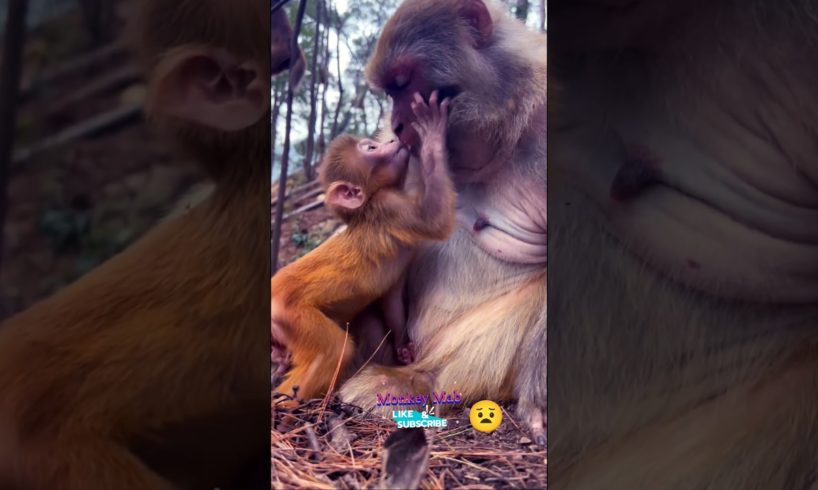 Monkey Mab || Baby Monkey With Mom  #hanuman #monkeytalk #babymonkey #animals #monkeyboy #funny