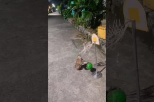 Monkey is playing basketball 🥎🥎🐒🐒 #monkey #monkeylife #animal #bandar #trending  #shorts #shortsfeed