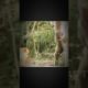 Monkey vs dog fight😭|#shorts#viralvideo#vlogeshorts#youtubeshorts#monkey#wildlife#dogs#fights#mount