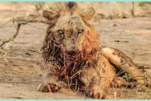 Most Injured Lion after Battle and What Happens Next in Nature - Animal Documentary - Natures Best