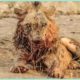 Most Injured Lion after Battle and What Happens Next in Nature - Animal Documentary - Natures Best