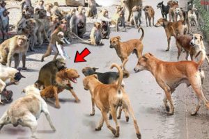 Mother Monkey Attacks 250 Dogs to Revenge Her Baby in India - Blondi Foks