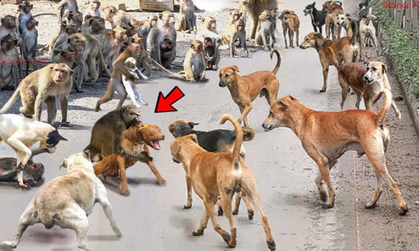 Mother Monkey Attacks 250 Dogs to Revenge Her Baby in India - Blondi Foks