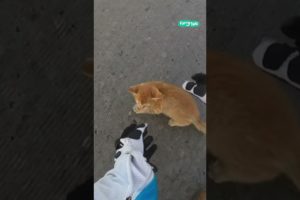 Motorcyclist saves kitten from busy intersection 🐱