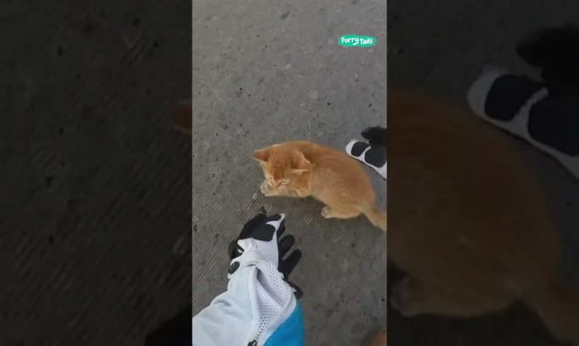 Motorcyclist saves kitten from busy intersection 🐱