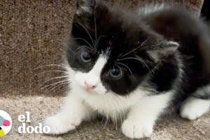 Mujer encuentra un pequeño gatito en las escaleras de su entrada | El Dodo