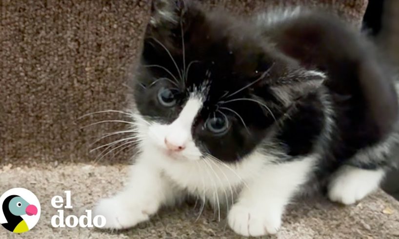 Mujer encuentra un pequeño gatito en las escaleras de su entrada | El Dodo