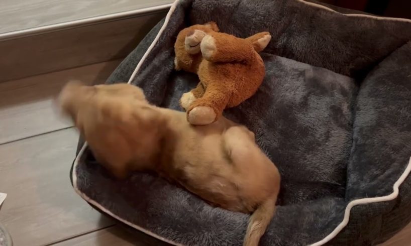 My sweet little Zena today , her leg is getting smaller and smaller 😍- Takis Shelter