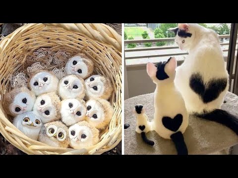 New Cute Baby Animals Videos Compilation | Funny and Cute Moment of the Animals #2 - Cutest Animals