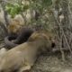 OMG ! The Tragic Fate Of The Hyena When The Lion Destroyed Whole Family | Wild Animal