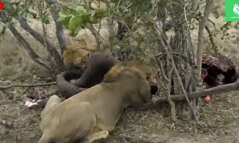 OMG ! The Tragic Fate Of The Hyena When The Lion Destroyed Whole Family | Wild Animal