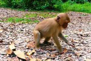 Oh...! Cute baby monkeys they are playing with mom #monkey #animals #cat #dog #monkeysofinstagram