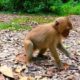 Oh...! Cute baby monkeys they are playing with mom #monkey #animals #cat #dog #monkeysofinstagram