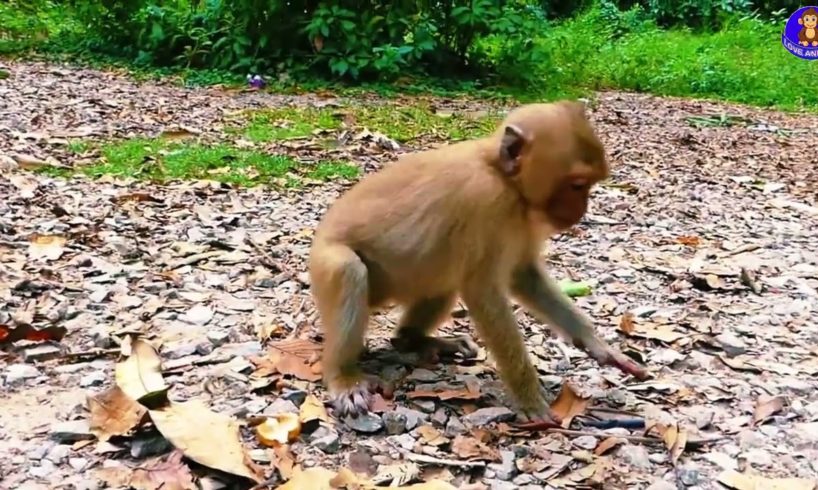 Oh...! Cute baby monkeys they are playing with mom #monkey #animals #cat #dog #monkeysofinstagram