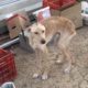 One more very poor dog abandoned in a shocking condition , he is only bones - Takis Shelter